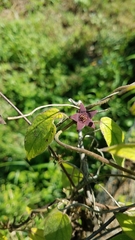 Matelea porphyrantha