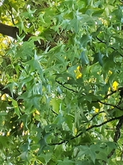 Liquidambar styraciflua