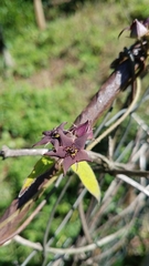 Matelea porphyrantha