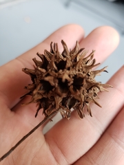 Liquidambar styraciflua