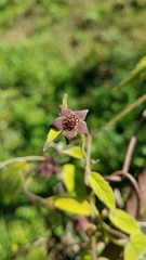 Matelea porphyrantha