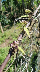 Matelea porphyrantha