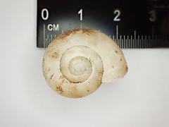 Mesomphix vulgatus