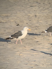 Larus occidentalis