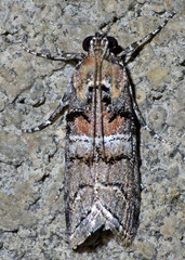 Pococera militella