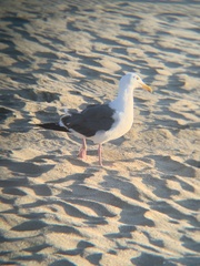 Larus occidentalis