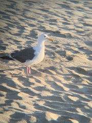 Larus occidentalis