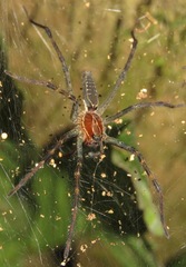 Aglaoctenus castaneus