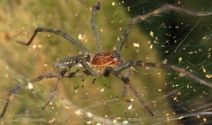 Aglaoctenus castaneus