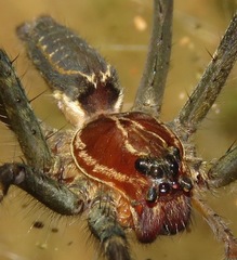 Aglaoctenus castaneus