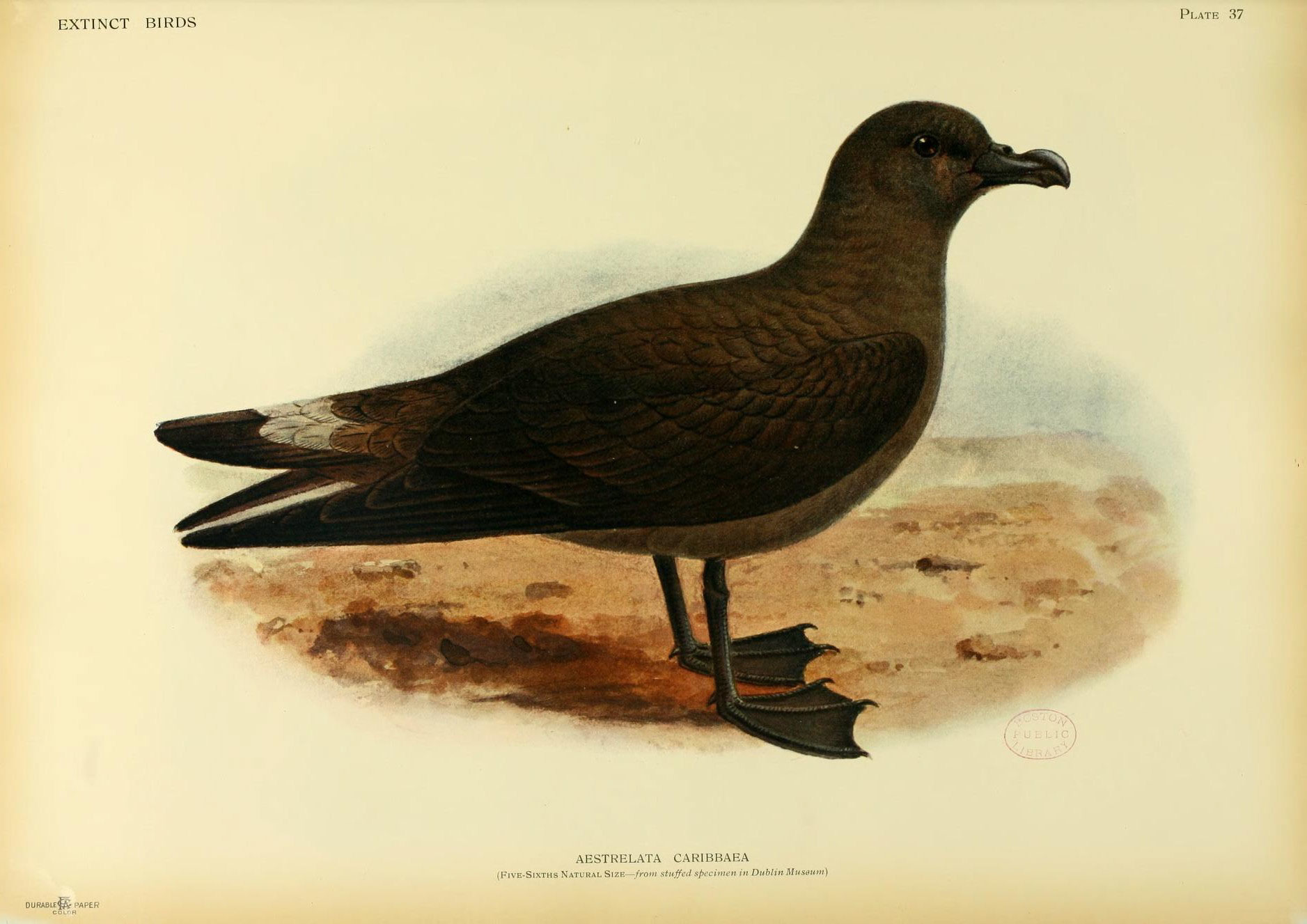 Jamaican Petrel illustration