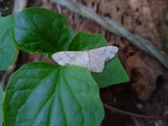 Idaea tacturata