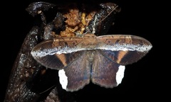 Hemeroblemma mexicana