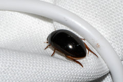 Tropisternus collaris viridis