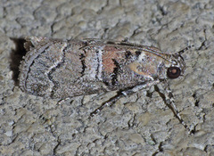 Pococera militella