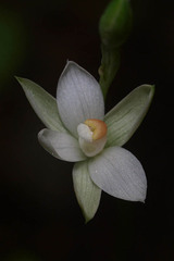 Thelymitra longifolia