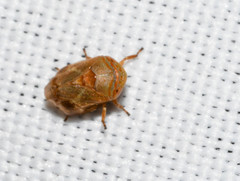 Clastoptera querci