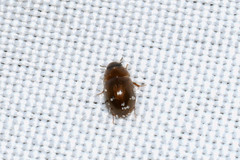 Enochrus sayi
