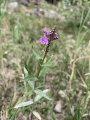 Physostegia parviflora