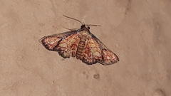 Enispa rosellus