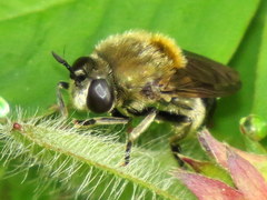 Microdon manitobensis