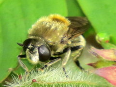 Microdon manitobensis