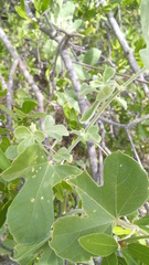 Passiflora arida