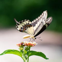 Papilio ornythion ornythion
