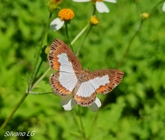 Juditha caucana
