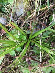 Juncus lomatophyllus