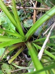 Juncus lomatophyllus