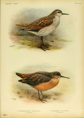 Tahiti Sandpiper photo 1
