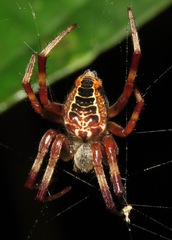 Araneus venatrix