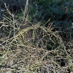 Vincetoxicum lineare