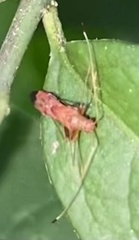 Paraxenetus guttulatus