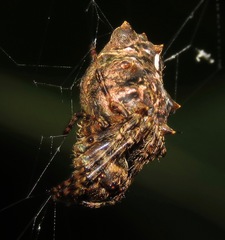 Wagneriana