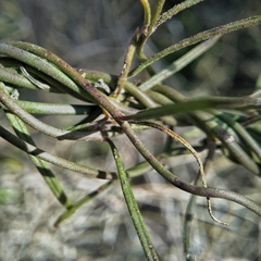 Vincetoxicum lineare