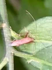 Paraxenetus guttulatus