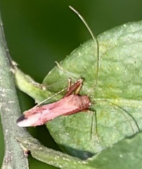 Paraxenetus guttulatus