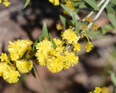 Acacia nervosa