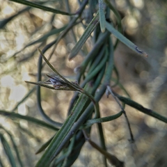 Vincetoxicum lineare