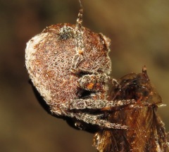 Xylethrus scrupeus