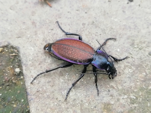 Carabus regalis