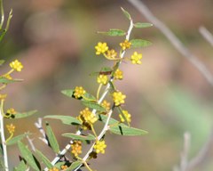 Acacia nervosa