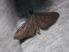 Hymenoptychis sordida