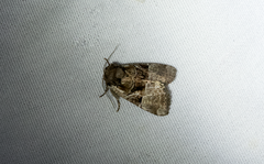 Meropleon diversicolor