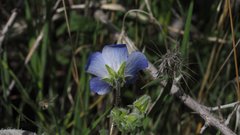 Nemophila menziesii menziesii