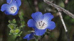 Nemophila menziesii menziesii