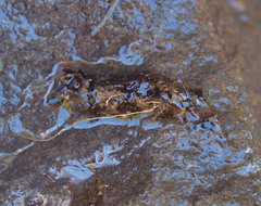 Triplectides dolichos