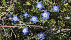 Nemophila menziesii menziesii